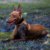 Cirneco Dell’Etna – Pies Wysokogórski o Przepięknym Wyglądzie