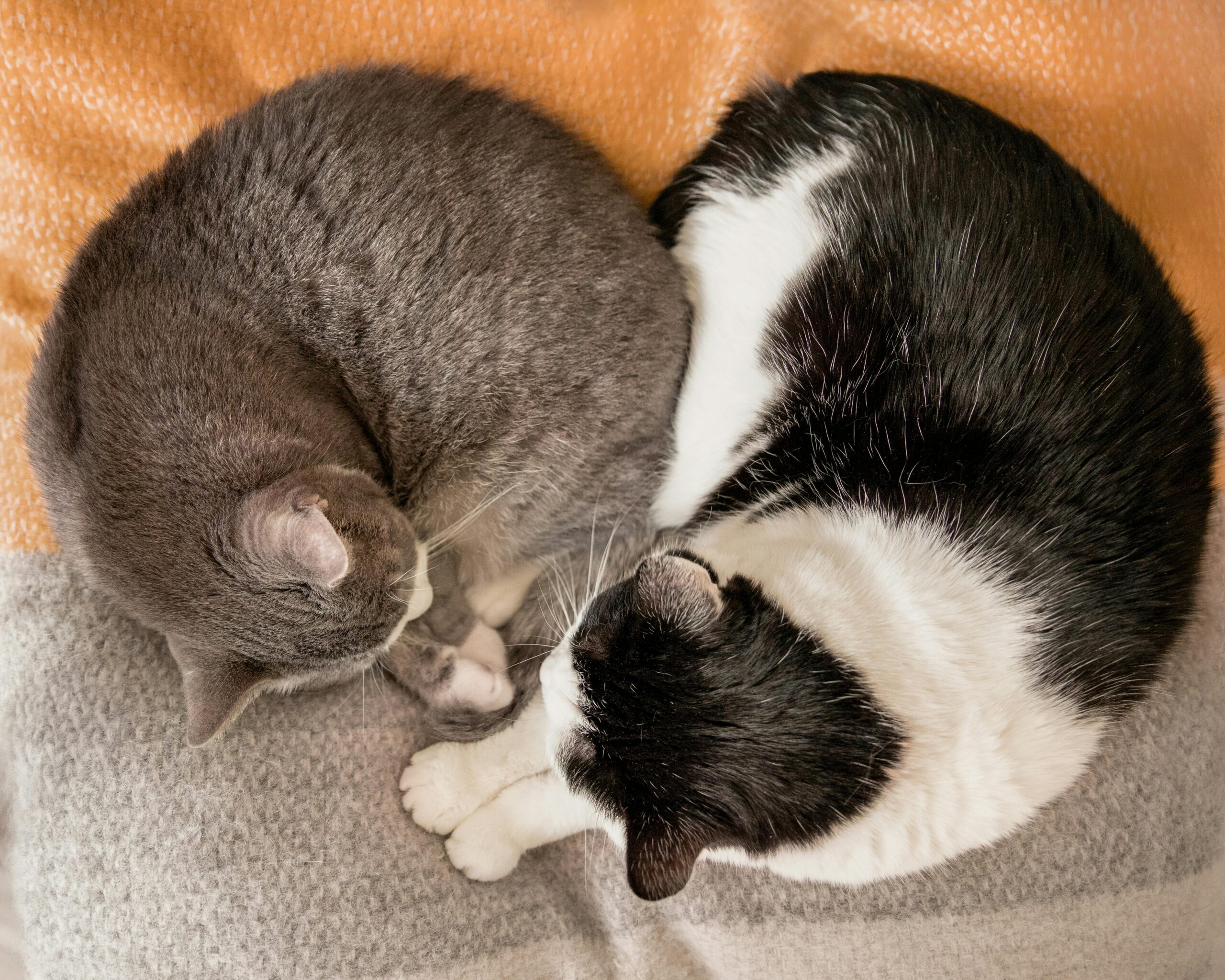 Najlepsze żwirki dla kotów – porównanie rodzajów